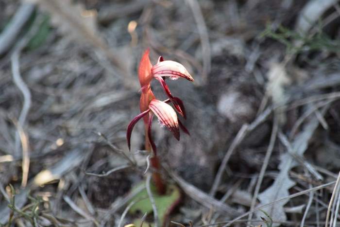 Pyrochis nigricans - red fire orchid 1.JPG